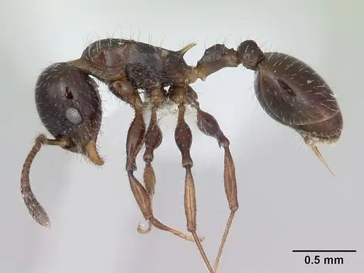 Nesomyrmex vargasi specimen JTLC000008518 image jtlc000008518_3