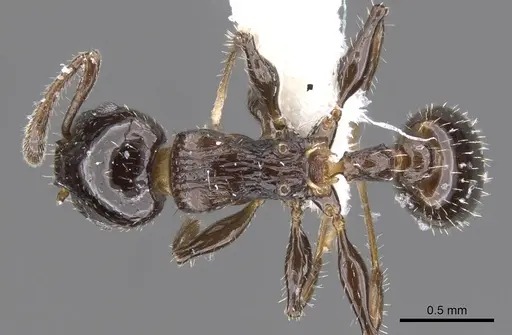 Nesomyrmex vargasi specimen LACMENT144699 image lacment144699_1