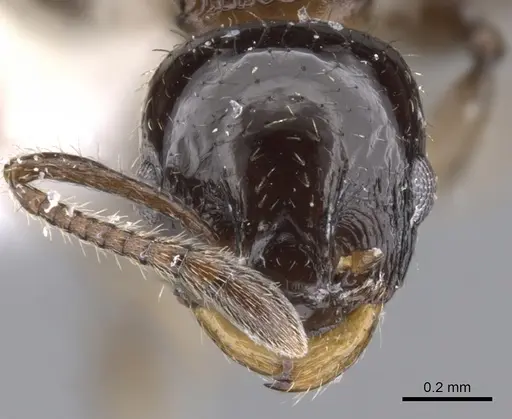 Nesomyrmex vargasi specimen LACMENT144699 image lacment144699_2
