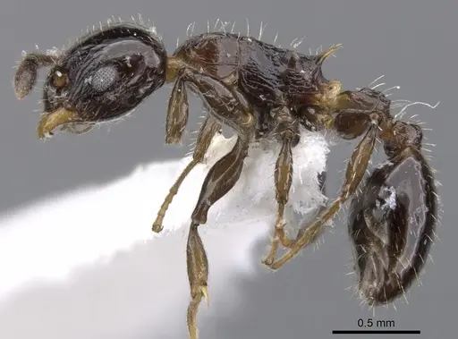 Nesomyrmex vargasi specimen LACMENT144699 image lacment144699_3