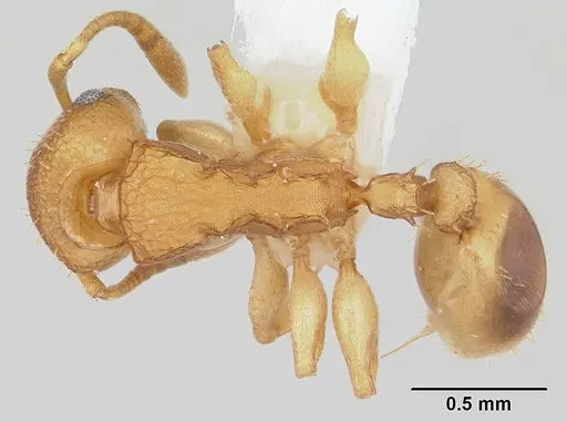 Nesomyrmex vicinus specimen CASENT0173997 image casent0173997_1