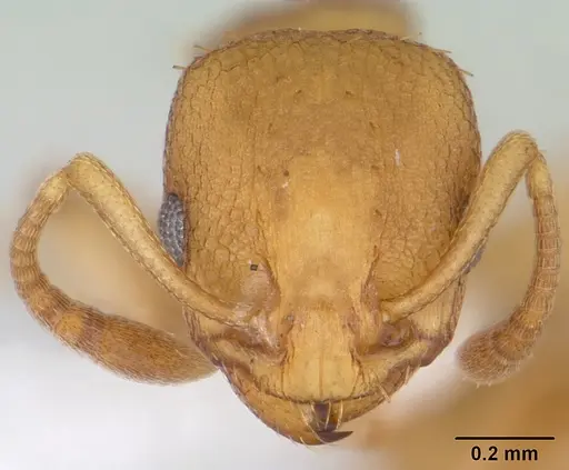 Nesomyrmex vicinus specimen CASENT0173997 image casent0173997_2