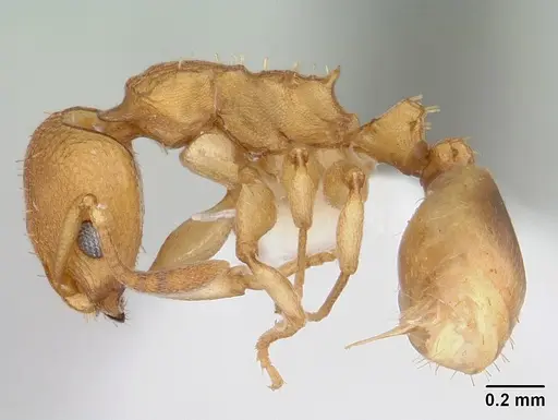 Nesomyrmex vicinus specimen CASENT0173997 image casent0173997_3