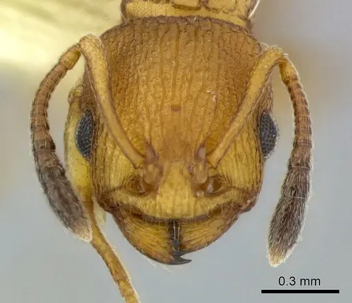 Nesomyrmex vicinus specimen CASENT0246291 image casent0246291_2