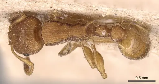 Nesomyrmex vicinus specimen CASENT0904727 image casent0904727_1
