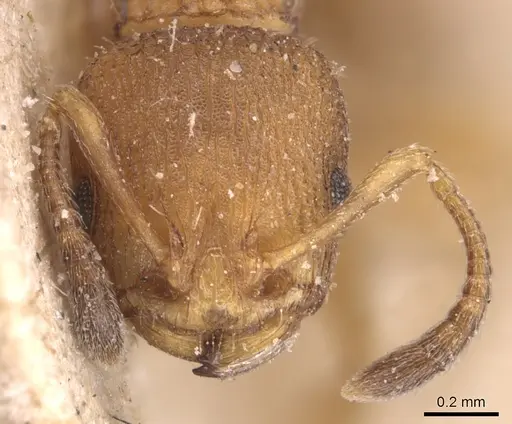 Nesomyrmex vicinus specimen CASENT0904727 image casent0904727_2