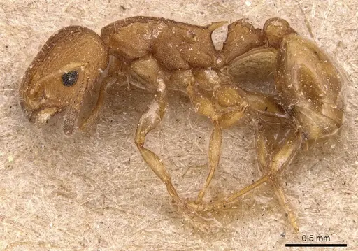 Nesomyrmex vicinus specimen CASENT0904727 image casent0904727_3
