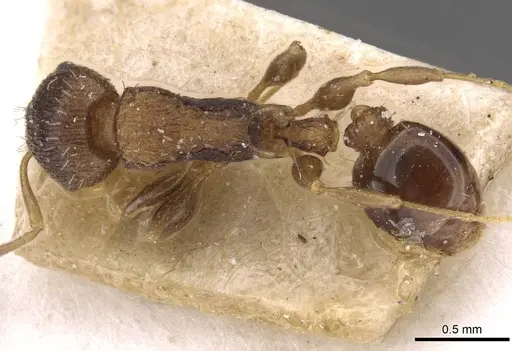 Nesomyrmex vicinus specimen CASENT0909000 image casent0909000_1