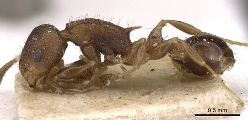 Nesomyrmex vicinus specimen CASENT0909000 image casent0909000_3