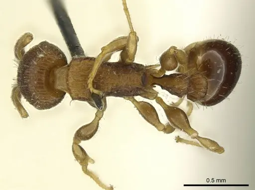 Nesomyrmex vicinus specimen CASENT0919735 image casent0919735_1