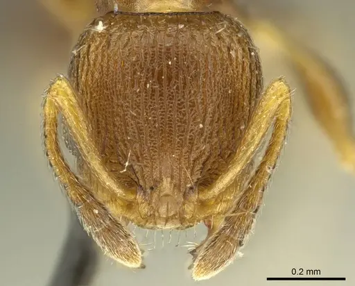 Nesomyrmex vicinus specimen CASENT0919735 image casent0919735_2