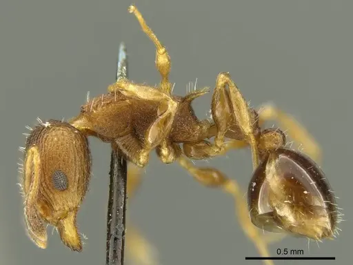 Nesomyrmex vicinus specimen CASENT0919735 image casent0919735_3