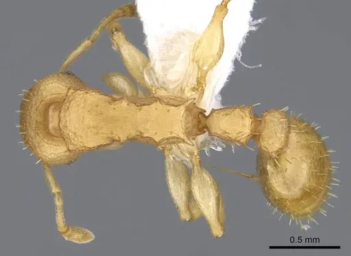 Nesomyrmex vicinus specimen CASENT0922001 image casent0922001_1
