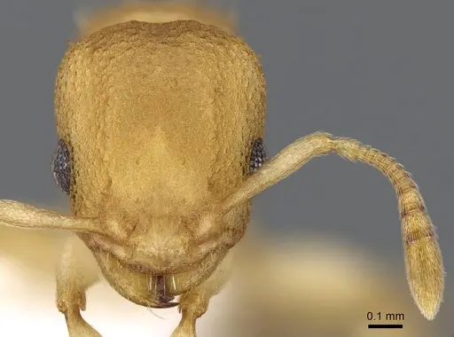 Nesomyrmex vicinus specimen CASENT0922001 image casent0922001_2