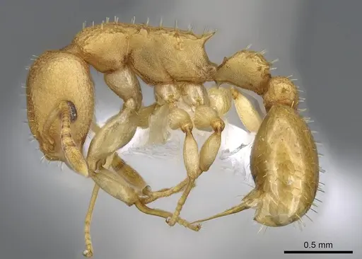 Nesomyrmex vicinus specimen CASENT0922001 image casent0922001_3