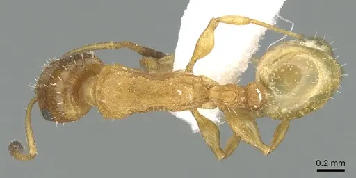 Nesomyrmex zaheri specimen CASENT0906379 image casent0906379_1