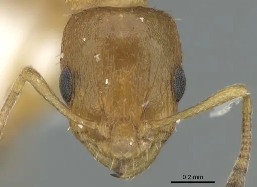 Nesomyrmex zaheri specimen CASENT0906379 image casent0906379_2