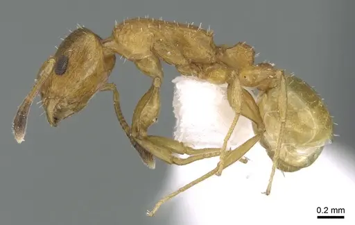 Nesomyrmex zaheri specimen CASENT0906379 image casent0906379_3