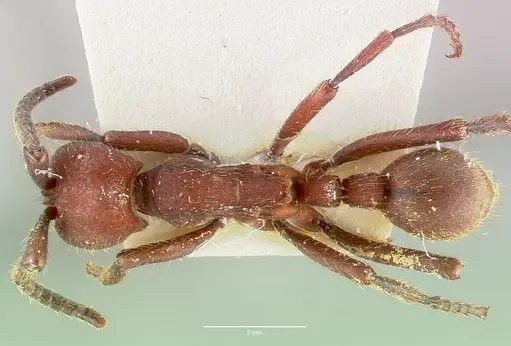 Nomamyrmex esenbeckii specimen CASENT0006042 image casent0006042_1