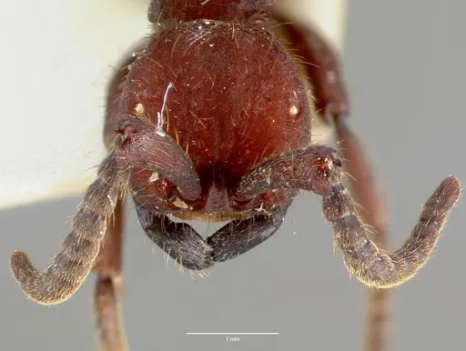 Nomamyrmex esenbeckii specimen CASENT0006042 image casent0006042_2