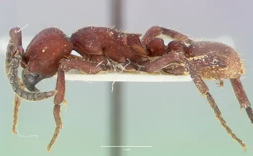 Nomamyrmex esenbeckii specimen CASENT0006042 image casent0006042_3