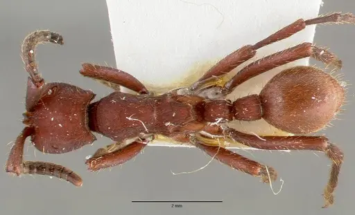 Nomamyrmex esenbeckii specimen CASENT0006043 image casent0006043_1