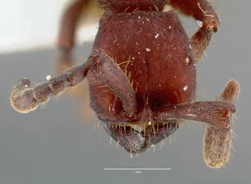 Nomamyrmex esenbeckii specimen CASENT0006043 image casent0006043_2