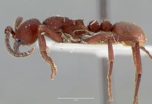 Nomamyrmex esenbeckii specimen CASENT0006043 image casent0006043_3
