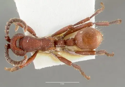 Nomamyrmex esenbeckii specimen CASENT0006044 image casent0006044_1