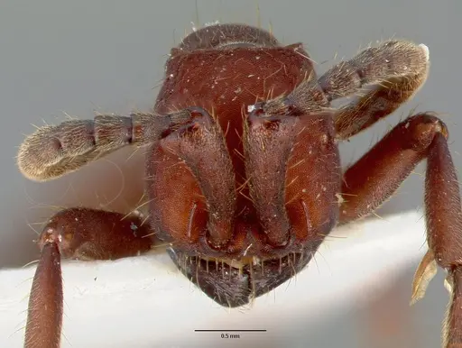 Nomamyrmex esenbeckii specimen CASENT0006044 image casent0006044_2