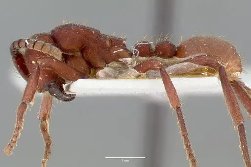 Nomamyrmex esenbeckii specimen CASENT0006044 image casent0006044_3