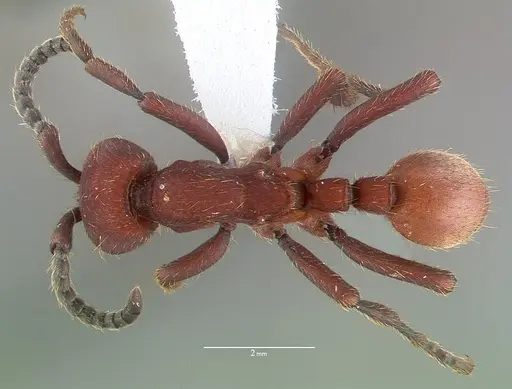 Nomamyrmex esenbeckii specimen CASENT0010790 image casent0010790_1