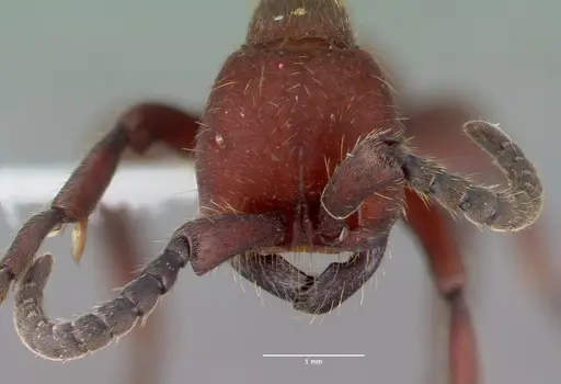 Nomamyrmex esenbeckii specimen CASENT0010790 image casent0010790_2