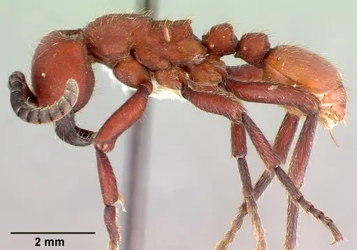 Nomamyrmex esenbeckii specimen CASENT0010790 image casent0010790_3