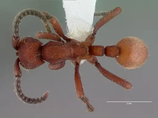 Nomamyrmex esenbeckii specimen CASENT0010791 image casent0010791_1
