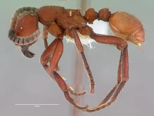 Nomamyrmex esenbeckii specimen CASENT0010791 image casent0010791_4
