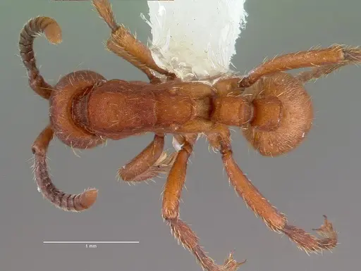Nomamyrmex esenbeckii specimen CASENT0010792 image casent0010792_1