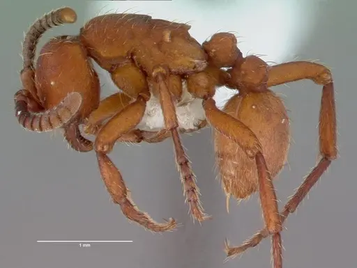 Nomamyrmex esenbeckii specimen CASENT0010792 image casent0010792_3