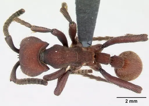 Nomamyrmex esenbeckii specimen CASENT0052318 image casent0052318_1