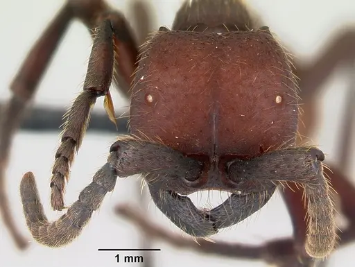 Nomamyrmex esenbeckii specimen CASENT0052318 image casent0052318_2