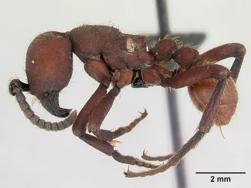 Nomamyrmex esenbeckii specimen CASENT0052318 image casent0052318_3
