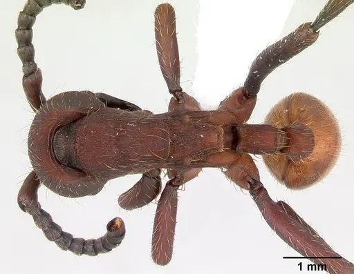 Nomamyrmex esenbeckii specimen CASENT0173517 image casent0173517_1