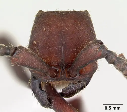 Nomamyrmex esenbeckii specimen CASENT0173517 image casent0173517_2