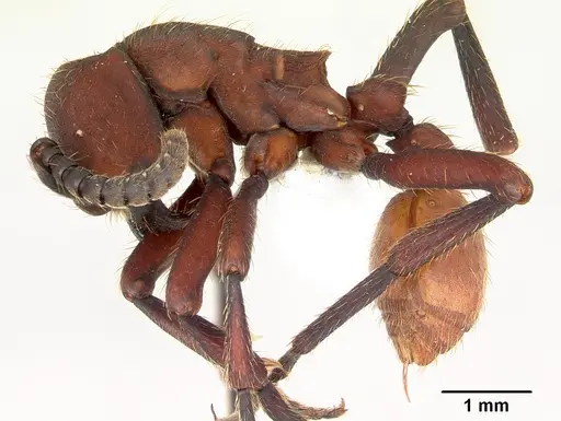 Nomamyrmex esenbeckii specimen CASENT0173517 image casent0173517_3