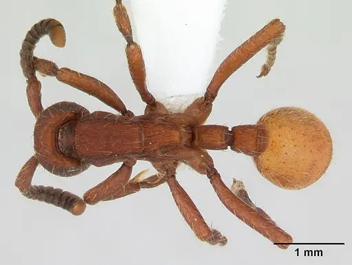 Nomamyrmex esenbeckii specimen CASENT0173518 image casent0173518_1