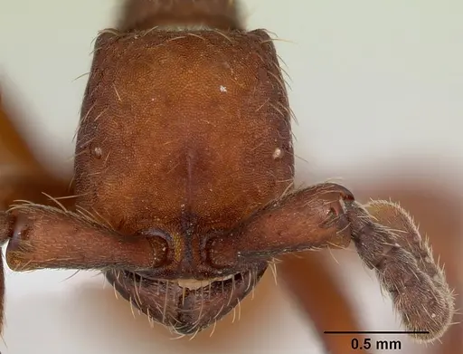 Nomamyrmex esenbeckii specimen CASENT0173518 image casent0173518_2