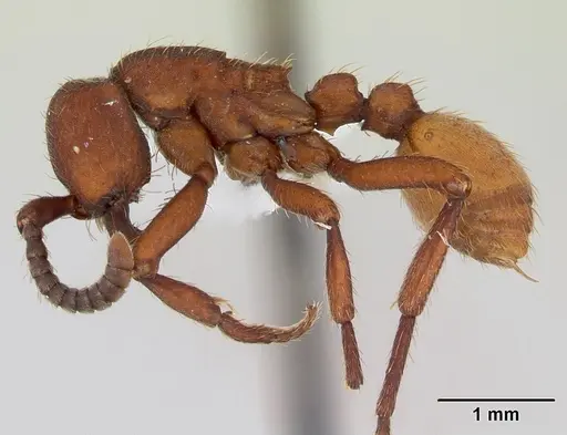 Nomamyrmex esenbeckii specimen CASENT0173518 image casent0173518_3
