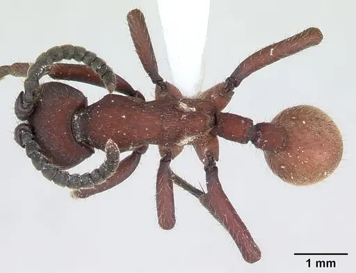 Nomamyrmex esenbeckii specimen CASENT0173657 image casent0173657_1