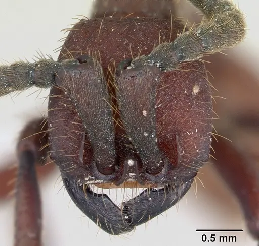 Nomamyrmex esenbeckii specimen CASENT0173657 image casent0173657_2