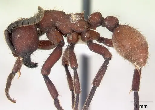 Nomamyrmex esenbeckii specimen CASENT0173657 image casent0173657_3
